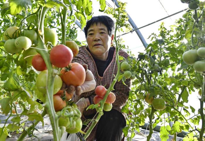 （组图）蔬菜丰收供应市场