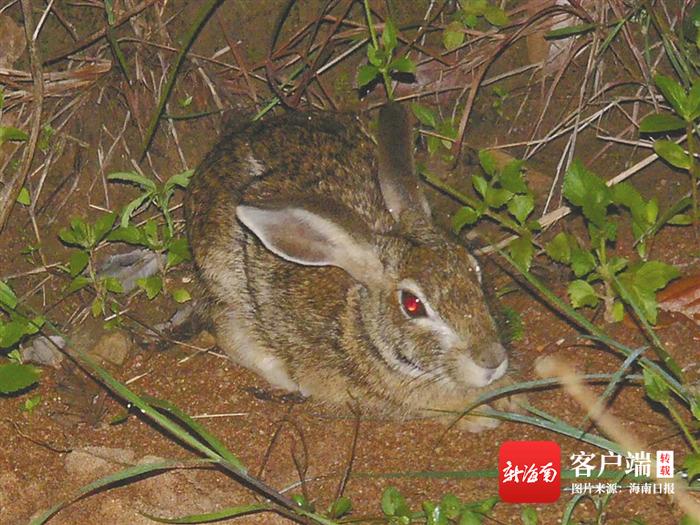 海南特有种“海南兔”：跃跃毚兔 昼伏夜出