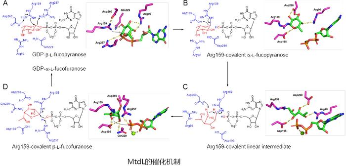 马明团队在呋喃糖的生物合成酶结构和催化机制方面取得新进展