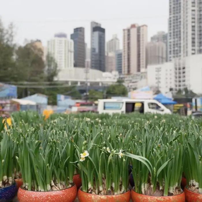 香港年宵市场今日开锣！还有惊喜等着你→