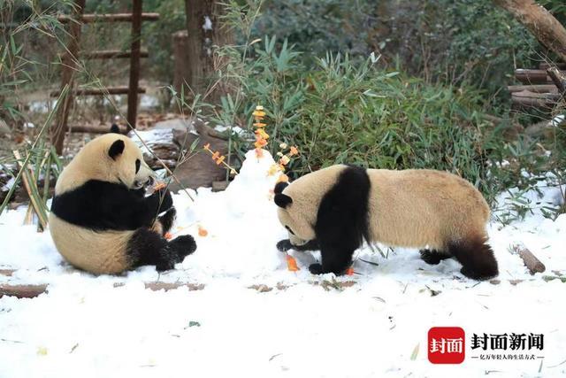 熊猫基地“下雪”了！打滚、爬树、摔跤 看滚滚们雪地撒欢