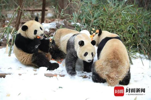 熊猫基地“下雪”了！打滚、爬树、摔跤 看滚滚们雪地撒欢