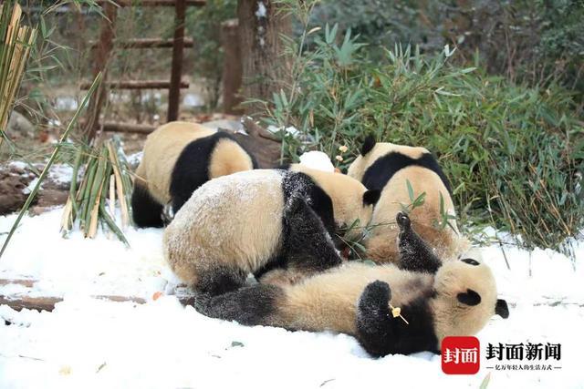 熊猫基地“下雪”了！打滚、爬树、摔跤 看滚滚们雪地撒欢