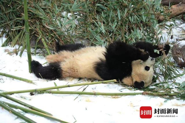 熊猫基地“下雪”了！打滚、爬树、摔跤 看滚滚们雪地撒欢