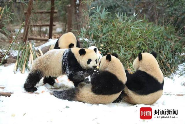 熊猫基地“下雪”了！打滚、爬树、摔跤 看滚滚们雪地撒欢