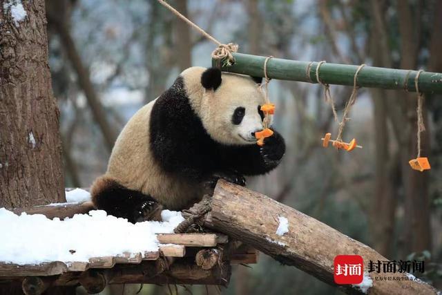 熊猫基地“下雪”了！打滚、爬树、摔跤 看滚滚们雪地撒欢