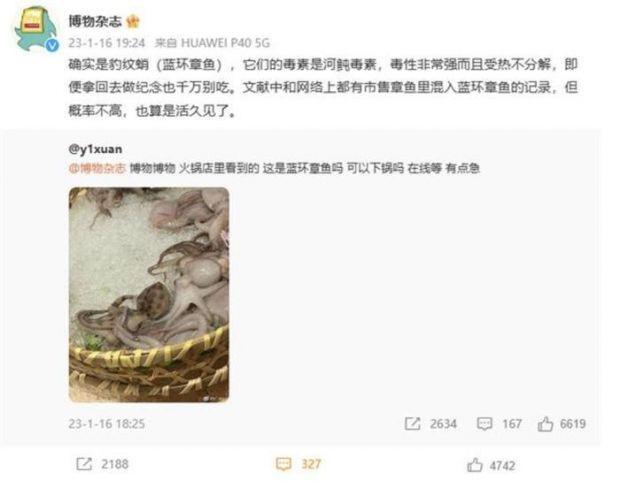 火锅店菜品里惊现剧毒蓝环章鱼？网友在线请教“可以下锅吗”，科普博主这样说