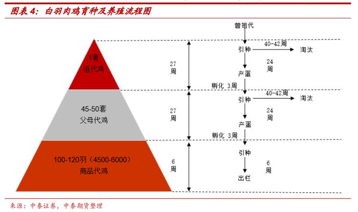 肉鸡产业系列介绍（七）：鸡肉价格波动特征与影响因素