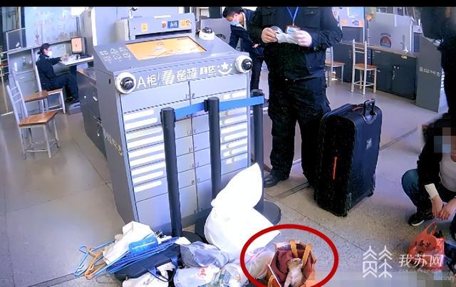 宠物犬藏袋子进站安检被拦下，宠物如何正确托运？