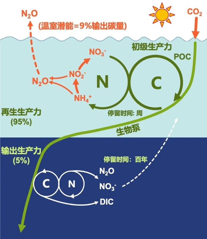 Nature Geoscience | 厦门大学高树基团队揭示海洋生物泵调控的碳、氮复合气候效应