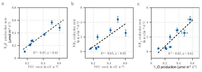 Nature Geoscience | 厦门大学高树基团队揭示海洋生物泵调控的碳、氮复合气候效应