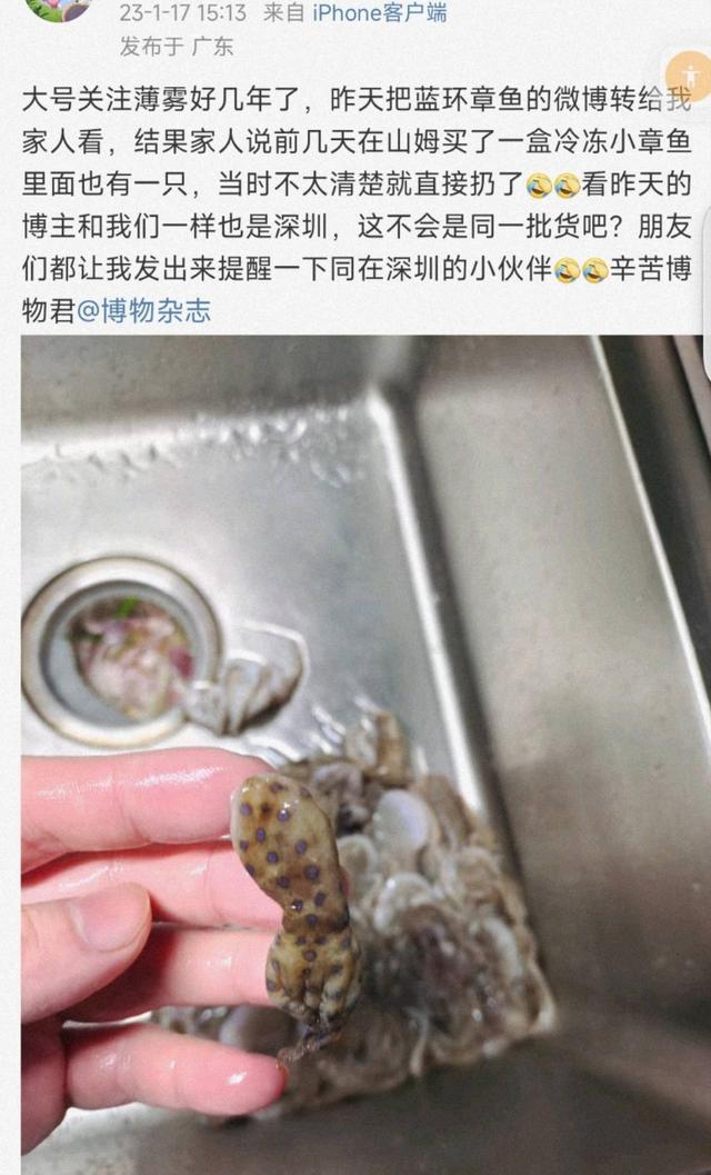 蓝环章鱼登热搜 专家：食用后会严重影响神经系统和呼吸