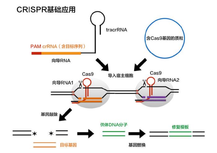 图注:CRISPER-Cas9应用于基因敲除和基因替换