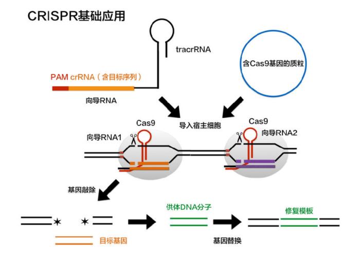 盘点 | 基因治疗重大历史事件