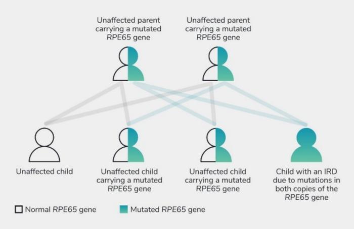 图注:突变型RPE65基因遗传图谱