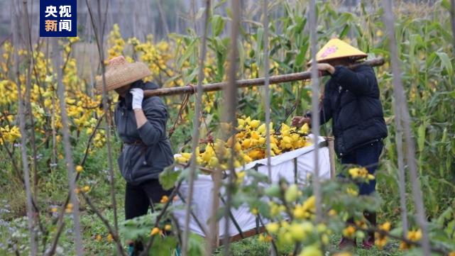 “行过花街才是年” 一起到广州传统花市体验新春仪式感→