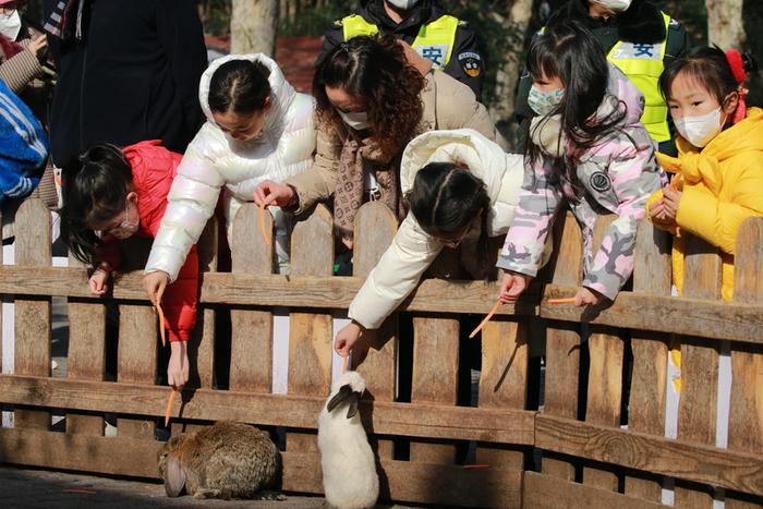体重赶上五六岁孩子的巨兔，能长出兔耳的多肉，今年公园绿地“兔味”十足