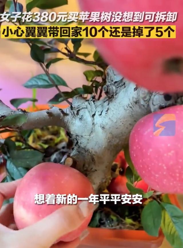 女子花380元买到可拆卸苹果树，当事人：老板说只有他们家的苹果树，才有这么大的果实