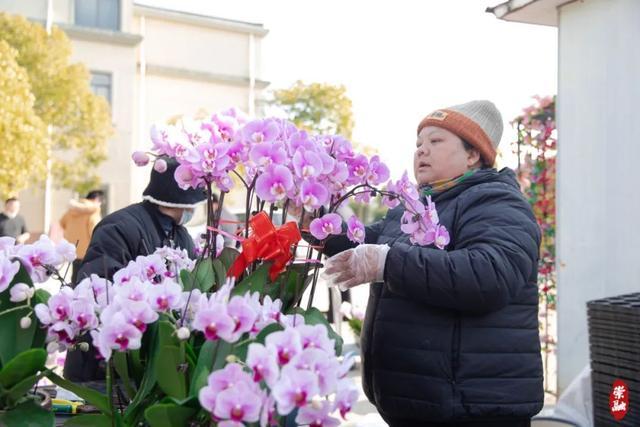 我们的节日｜崇明产年宵花都有哪些？卖得如何？