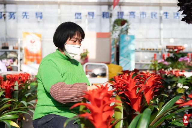 我们的节日｜崇明产年宵花都有哪些？卖得如何？