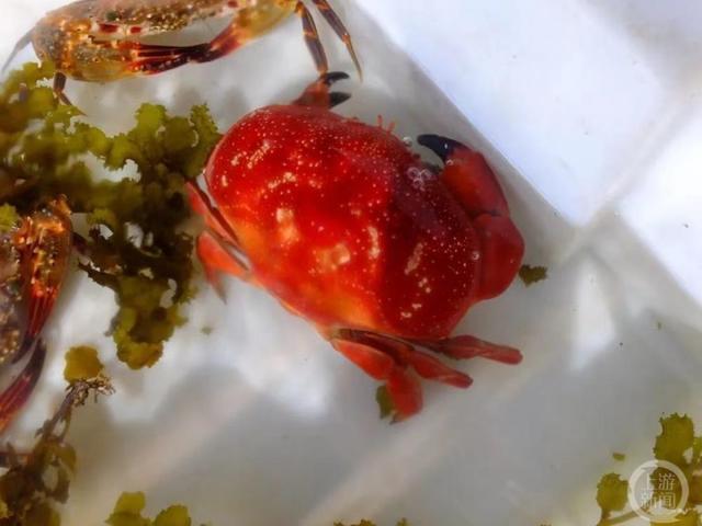 文昌三部门联合排查未发现“毒螃蟹”，并警示：谨慎购买正直爱洁蟹等鲜红色蟹