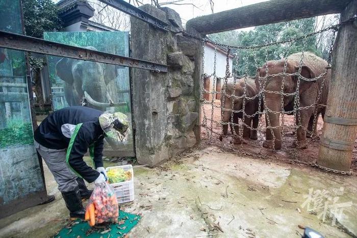 动物的年夜饭吃什么？带你探秘杭州动物园最有烟火气的地方