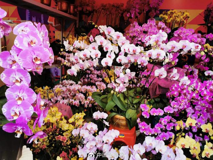 新春走基层 | 深圳老牌迎春花市重开 特色年味中来了台湾味道