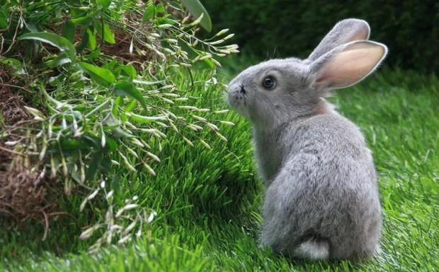 狡兔三窟是真的吗？这些有趣的兔子冷知识你知道多少