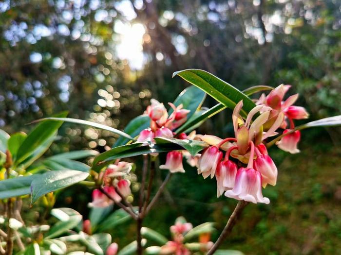 深圳各大景区春节客流量创3年来新高