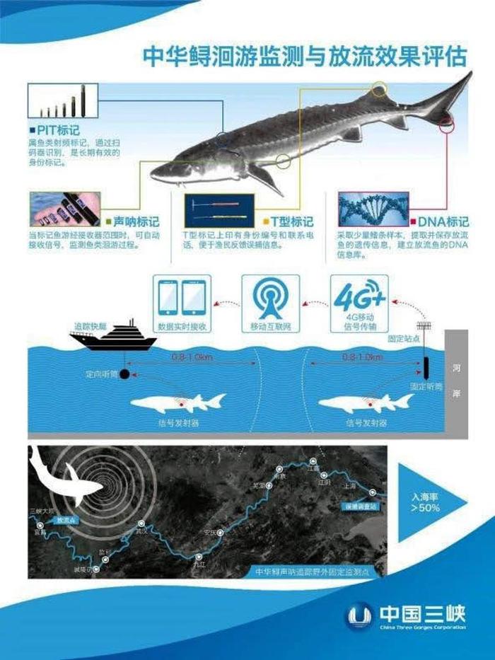 护鲟“佳”年华 “志”在江海间——记三峡集团中华鲟研究所朱佳志和他的同事们