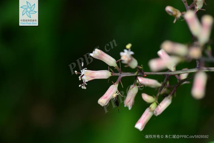 Nice 兔 meet you，“属兔”的植物你知道多少？