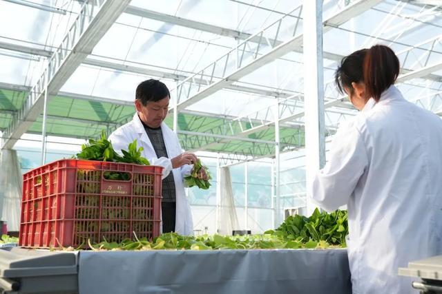上海崇明蔬菜发展集团是个什么公司