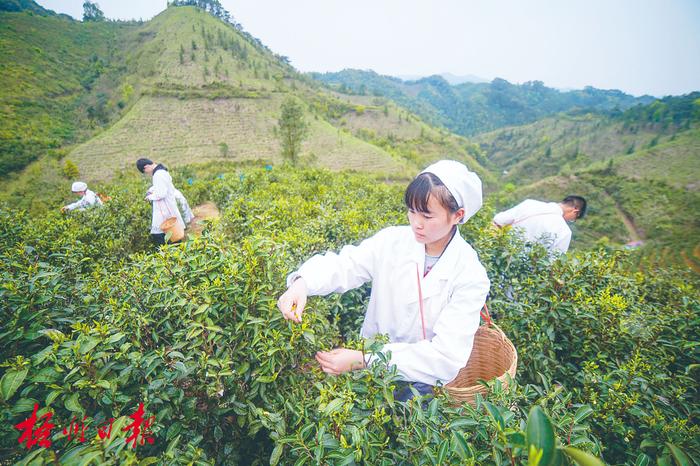 茶叶市场升温 销量增价格稳丨六堡茶产业迎来快速发展时期