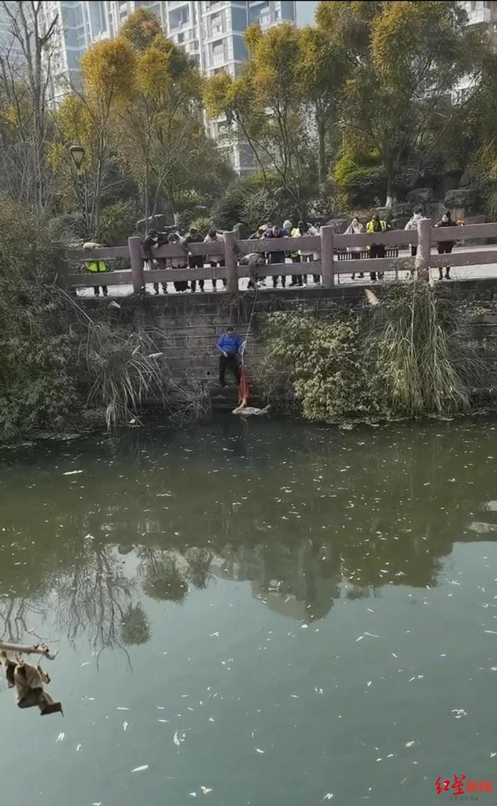 一根绳子上的救援接力：女子落入湖中，一群陌生人合力营救