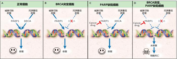 图2:PARP抑制剂诱导的细胞合成致死机制