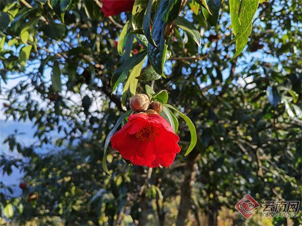 云南景东：山茶花开，灿若红火！