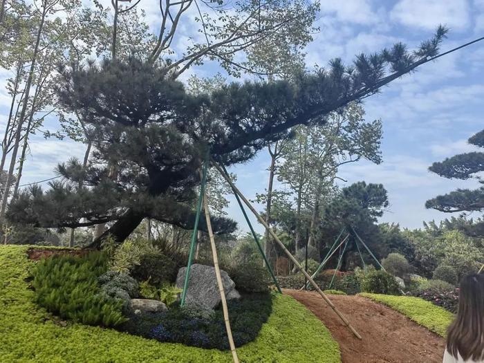 可赏珍贵黑松！佛山植物园预计今年完成第一标段建设