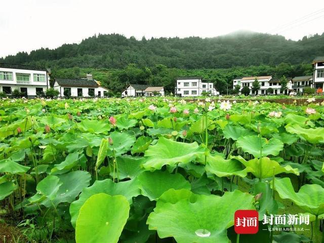 很好的样子｜春节乡贤会见证村子振兴故事 乡贤作家给村里写村史