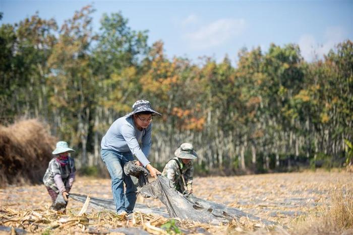 熊杰：小玉米做成大产业，傣族村寨借力电商走上致富路