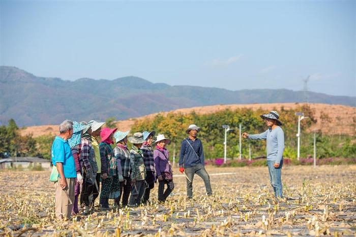 熊杰：小玉米做成大产业，傣族村寨借力电商走上致富路
