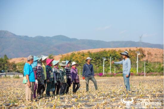 云南“新农人”熊杰：小玉米做成大产业 傣族村寨借力电商走上致富路
