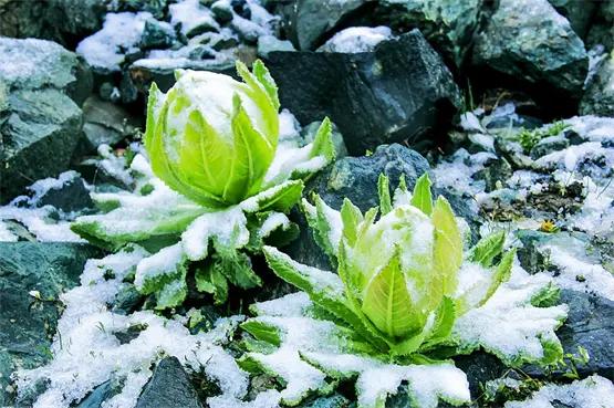 天山雪莲通补兼顾，扶正祛邪提高人体免疫力