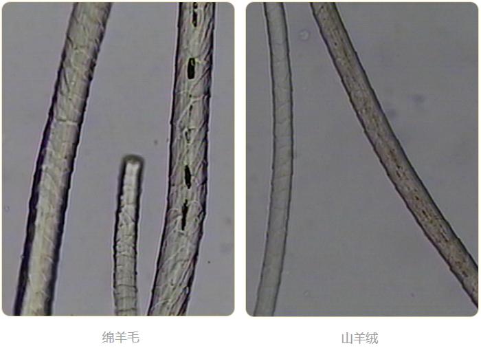 “软黄金”羊绒衫真的越贵越好吗？