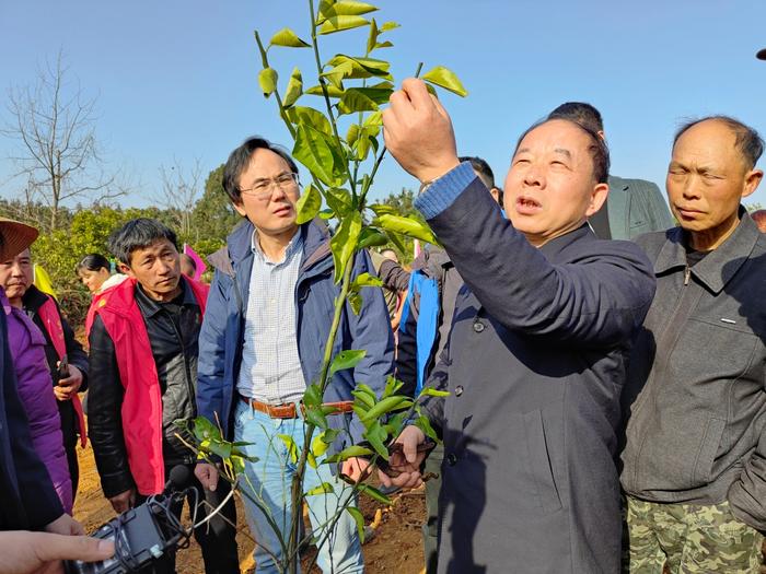 【新春走基层】十年树木，枳壳果果压枝头