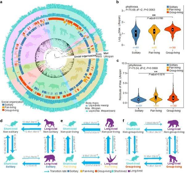 研究发现兽类社会组织与寿命存在关联演化