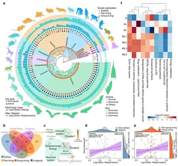 研究发现兽类社会组织与寿命存在关联演化
