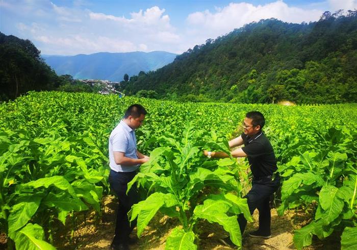 云南玉溪市峨山县岔河乡：村集体经济“领跑”致富路