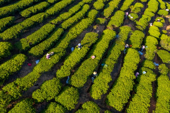 潮州去年出口茶叶货值2.4亿元 同比增长40.3% 出口规模再创新高