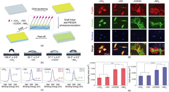 组织工程与再生医学中与生物材料相关的细胞微环境丨Engineering