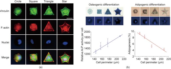 组织工程与再生医学中与生物材料相关的细胞微环境丨Engineering